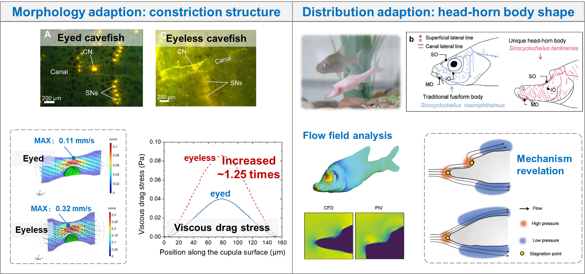 1. Enhanced flow-sensing mechanisms in eyeless cavefish